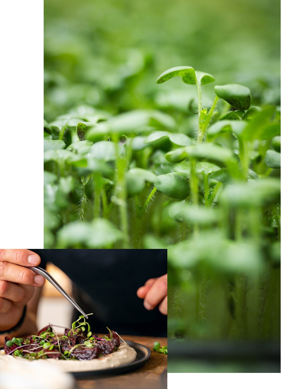 Minivoices – Pasta – Sustainability